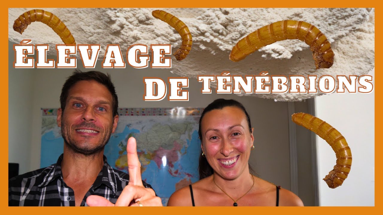 Notre élevage de vers à farine (ténébrions)