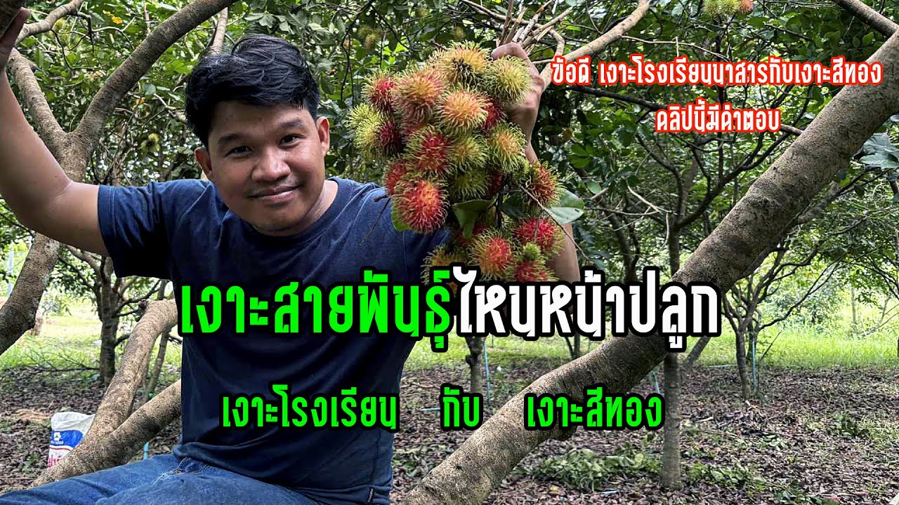 ความแตกต่างระหว่าง เงาะโรงเรียนนาสารกับเงาะสีทอง เลือกปลูกแบบไหนดี คลิปนี้มีคำตอบ