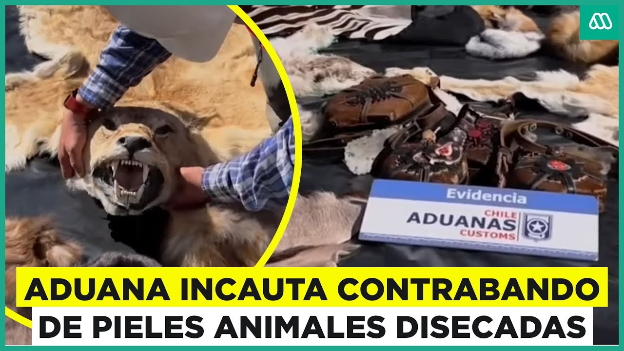 Contrabando pieles de animales disecados