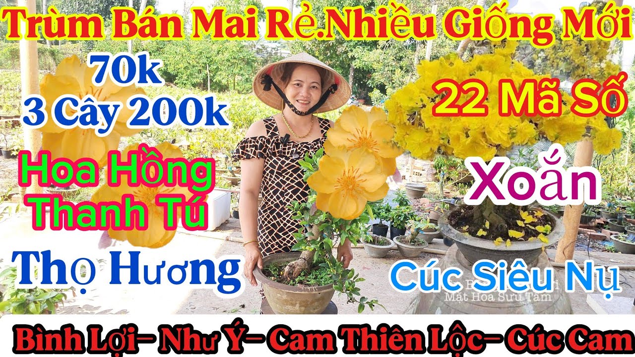 🍀18/3☎️0326119500☎️🌲Mai Vàng Giá Rẻ🌲70k Nhiều Giống 👉Combo 3  Cây 200k Bao Ship..🌲