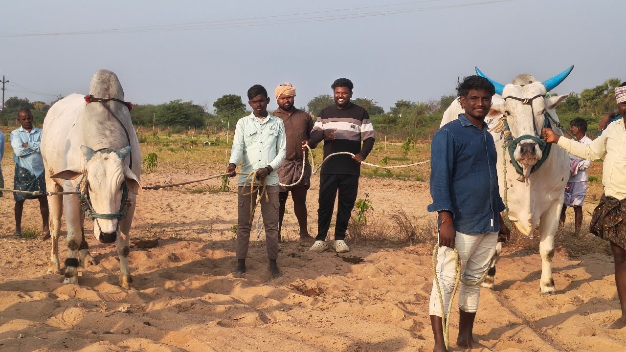 🔴 గువ్వల దిన్ని 3 బండ్లు గిరక పోటిలు 2026 //  14. జత