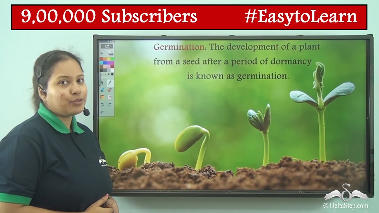 Germination of Seed| Diagram | Class 5 | CBSE | NCERT | ICSE