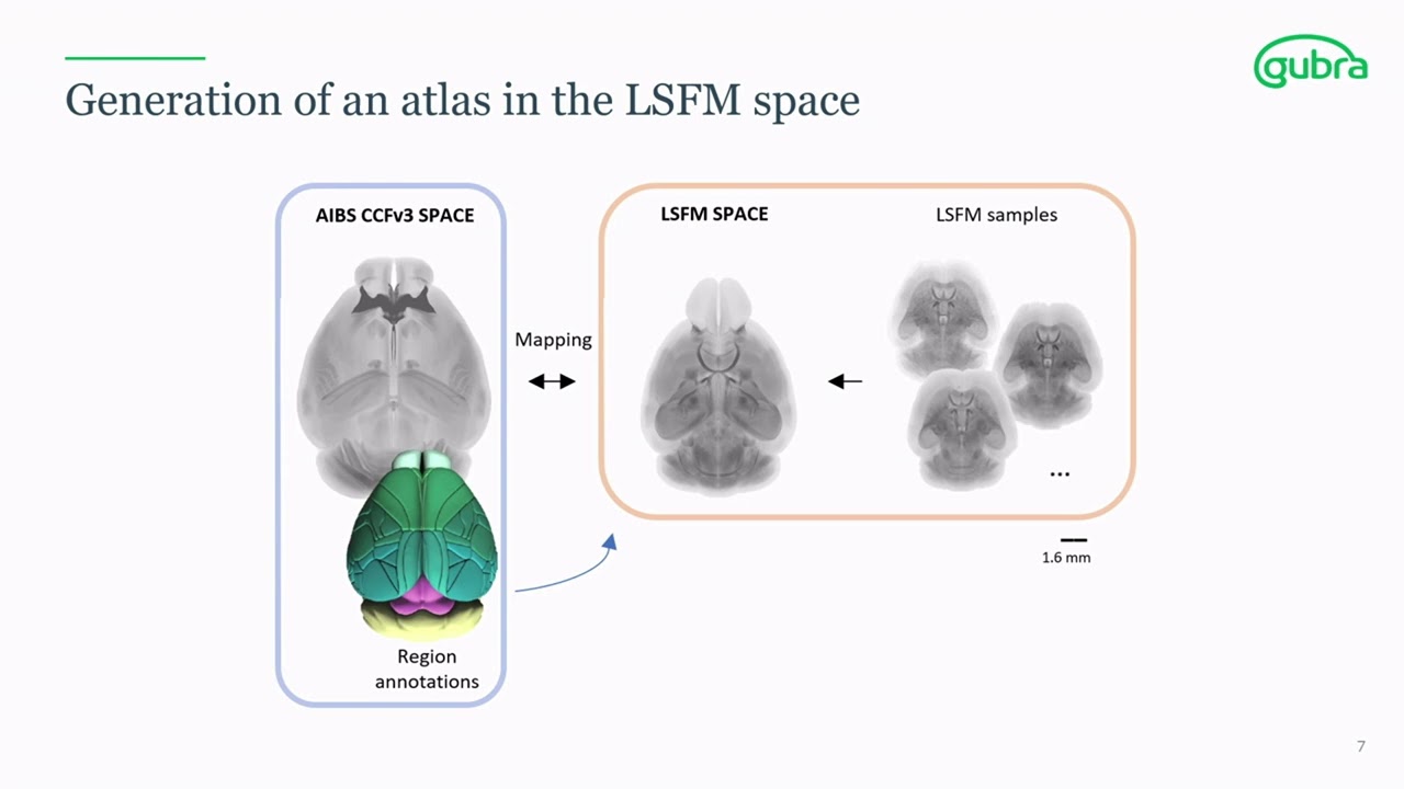 Johanna Perens: Multimodal mouse brain atlas for bridging in vivo and ex vivo 3D imaging techniques