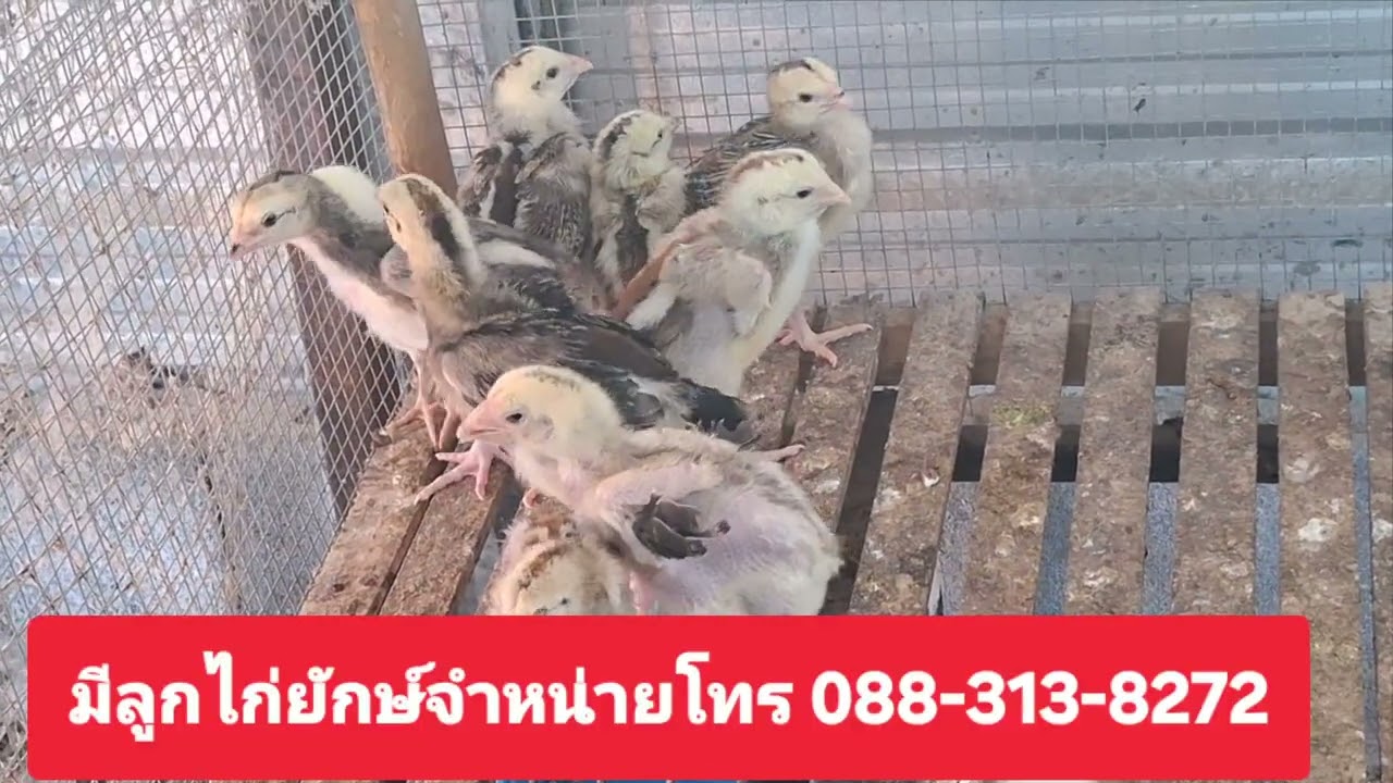 ธนโชติฟาร์ม เพาะขยายพันธ์ไก่ยักษ์บราซิลเลือดร้อย ไก่ตัวใหญ่ ไก่ตัวโตน้ำหนักดี สนใจโทร 088 313 8272 
