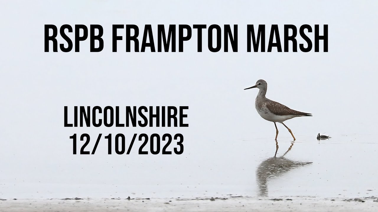 RSPB Frampton Marsh Lincolnshire 12/10/2023
