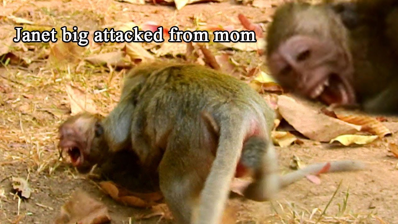 Jane give hard lesson for Janet, Janet got attacked from Jane, Janet crying till less sound