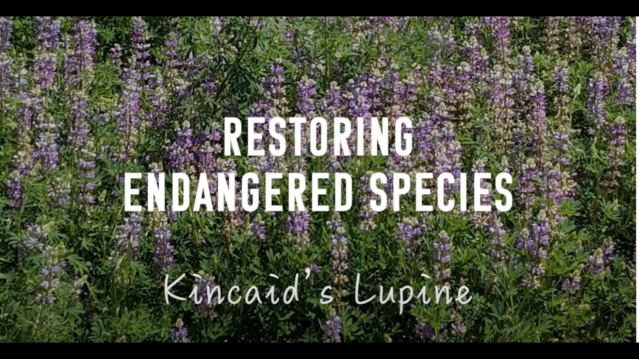 Restoring Kincaid's Lupine and Prairie Habitat