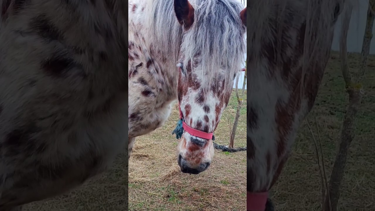 Getting to know the spotted horse 🐴 101 zoom-zoom / Знакомимся с пятнистой лошадкой 🐎 101 + 