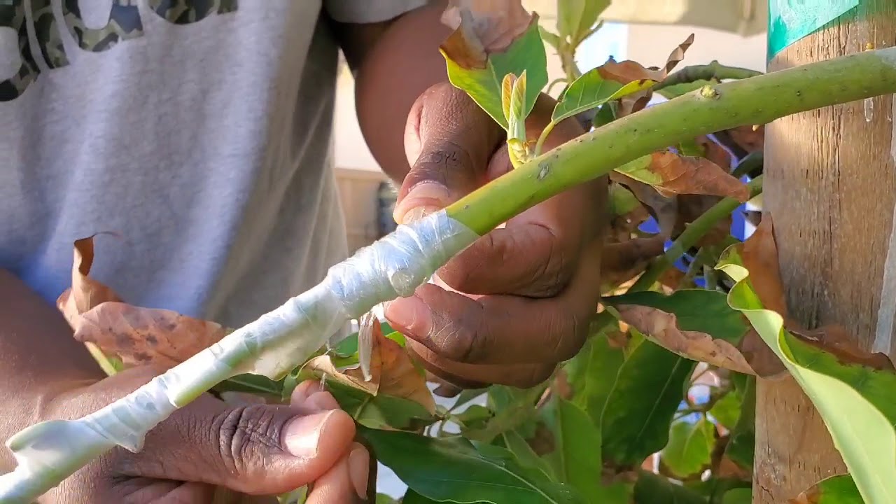 Grafting technique Kahaluu, Green Gold and Nishikawa