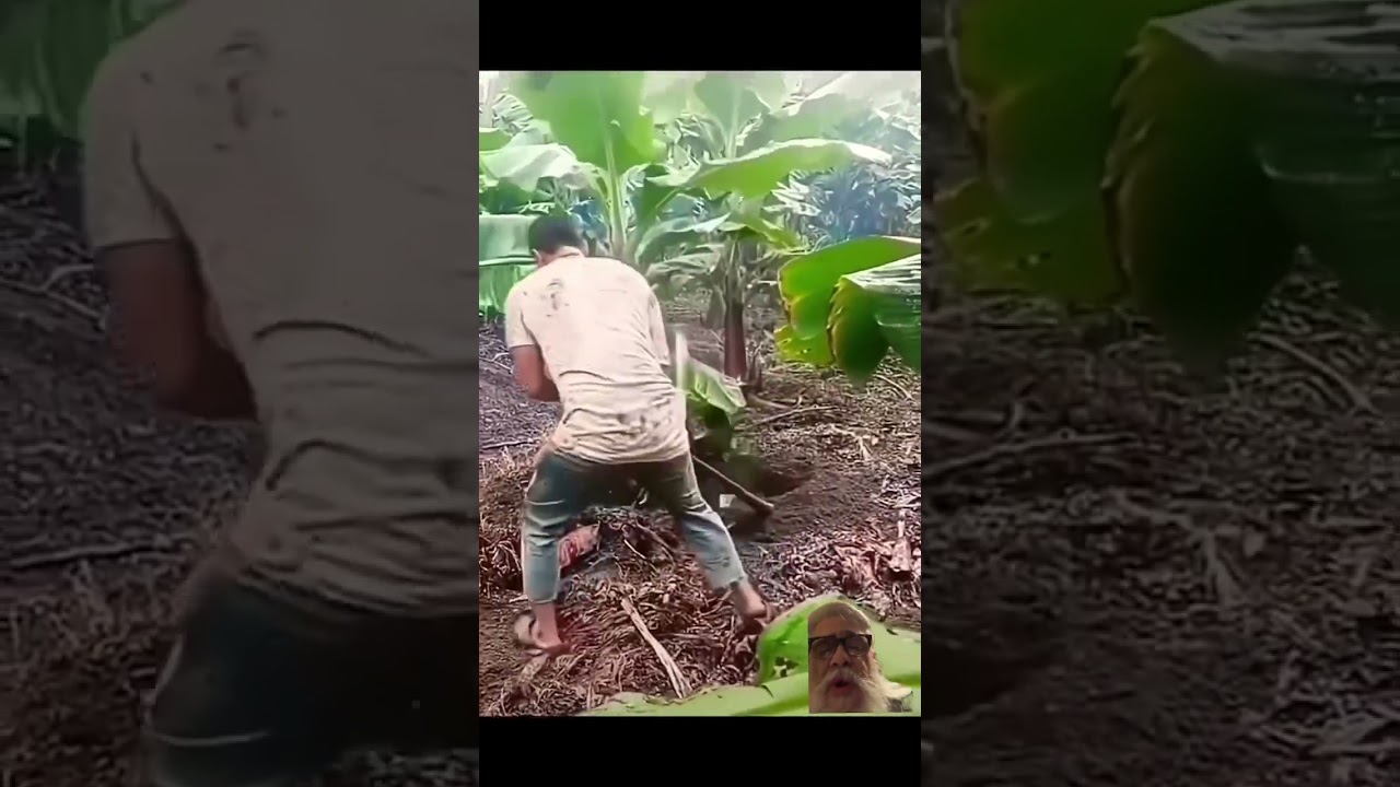 Safety Sandals #agriculture #farming #Run