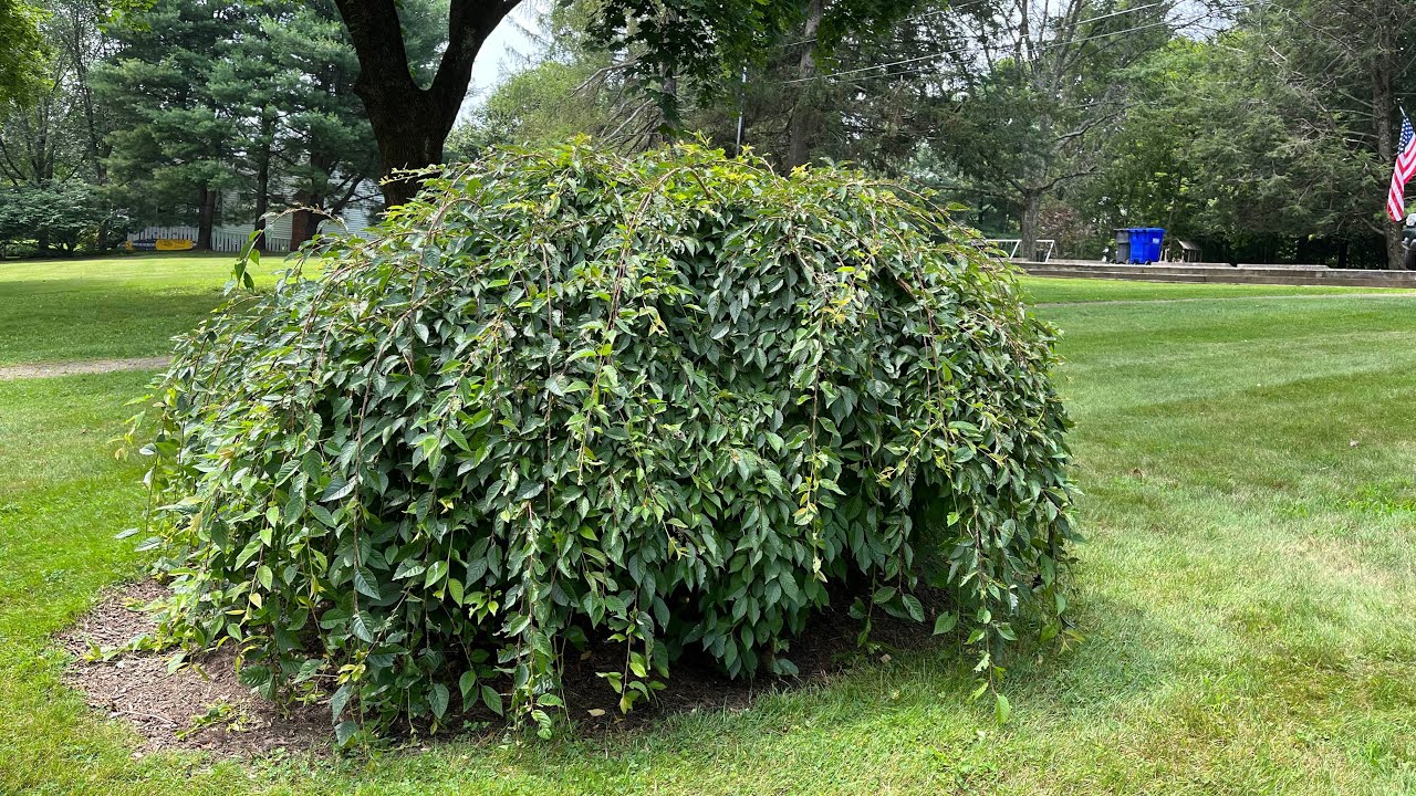 Summer Pruning of Weeping Cherry (Prunus subhirtella x 'Snow Mountain')