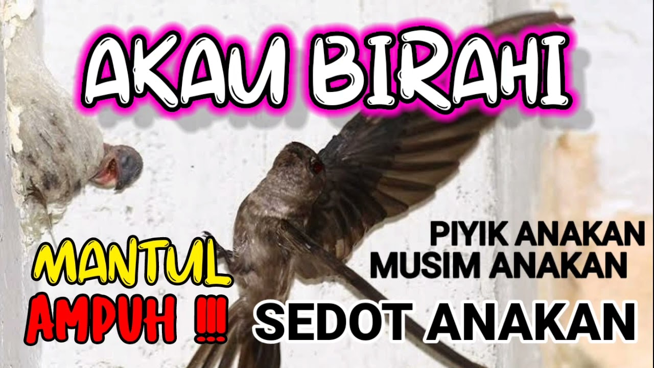 Suara walet Musim Anakan, Panggil walet Ampuh sedot anakan 😍