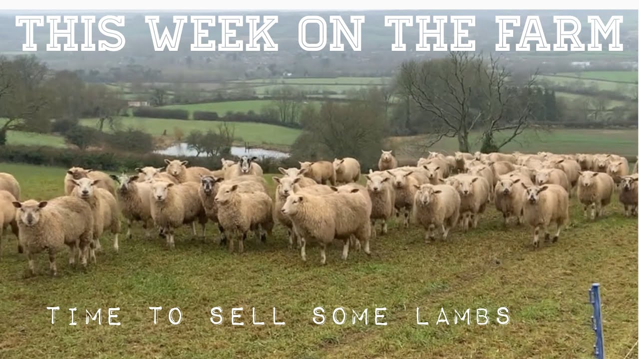 This week on the farm (lamb prices are flying)
