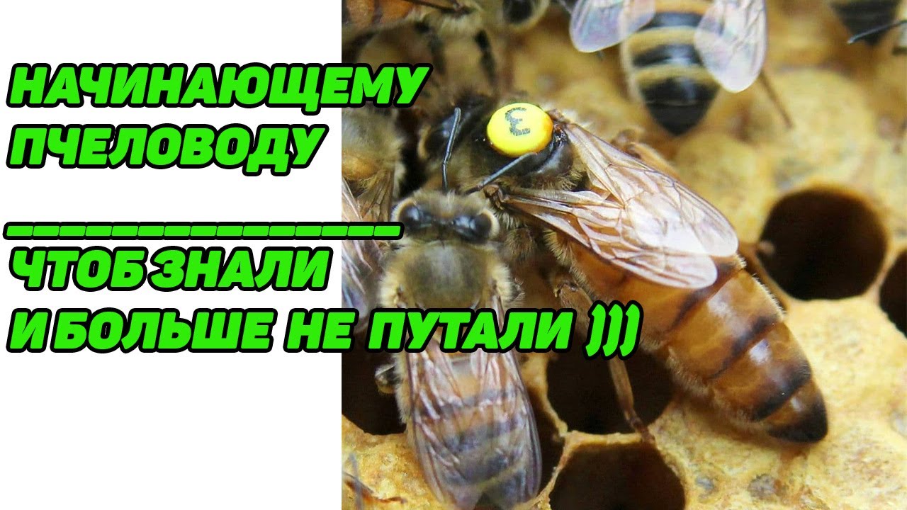 Отличие 