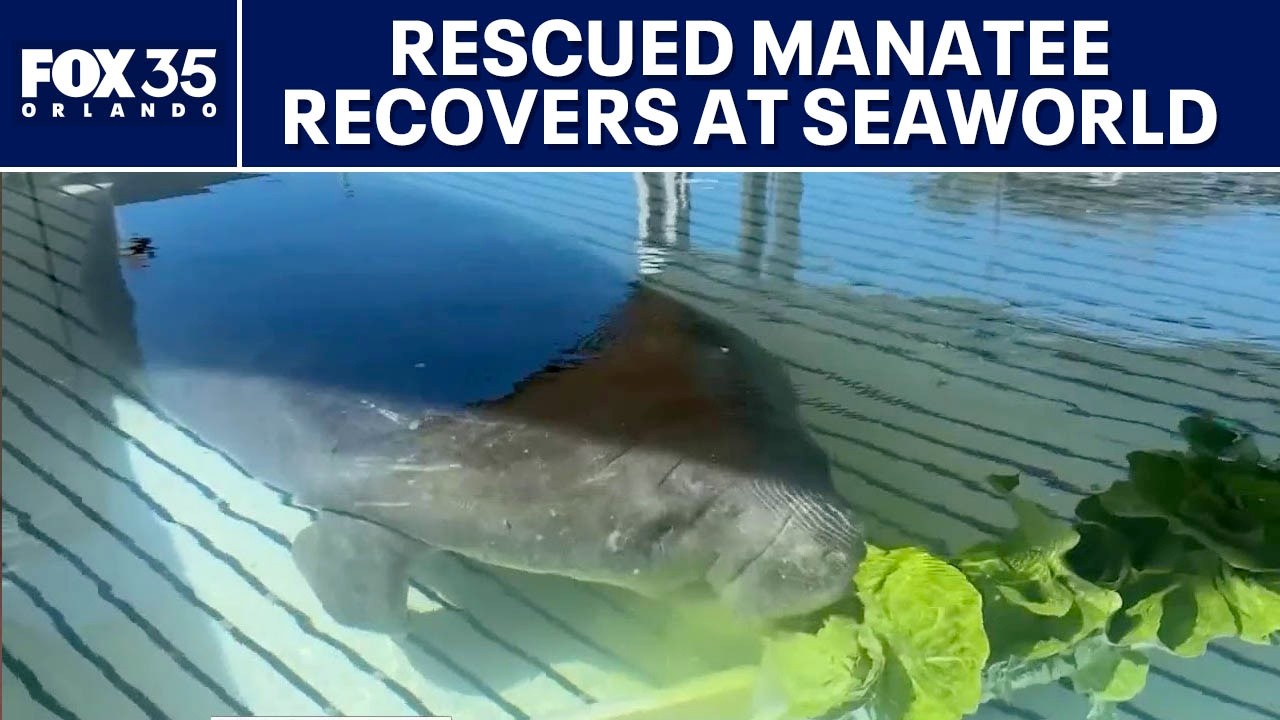 Manatee rescued from storm drain recovers at SeaWorld Orlando