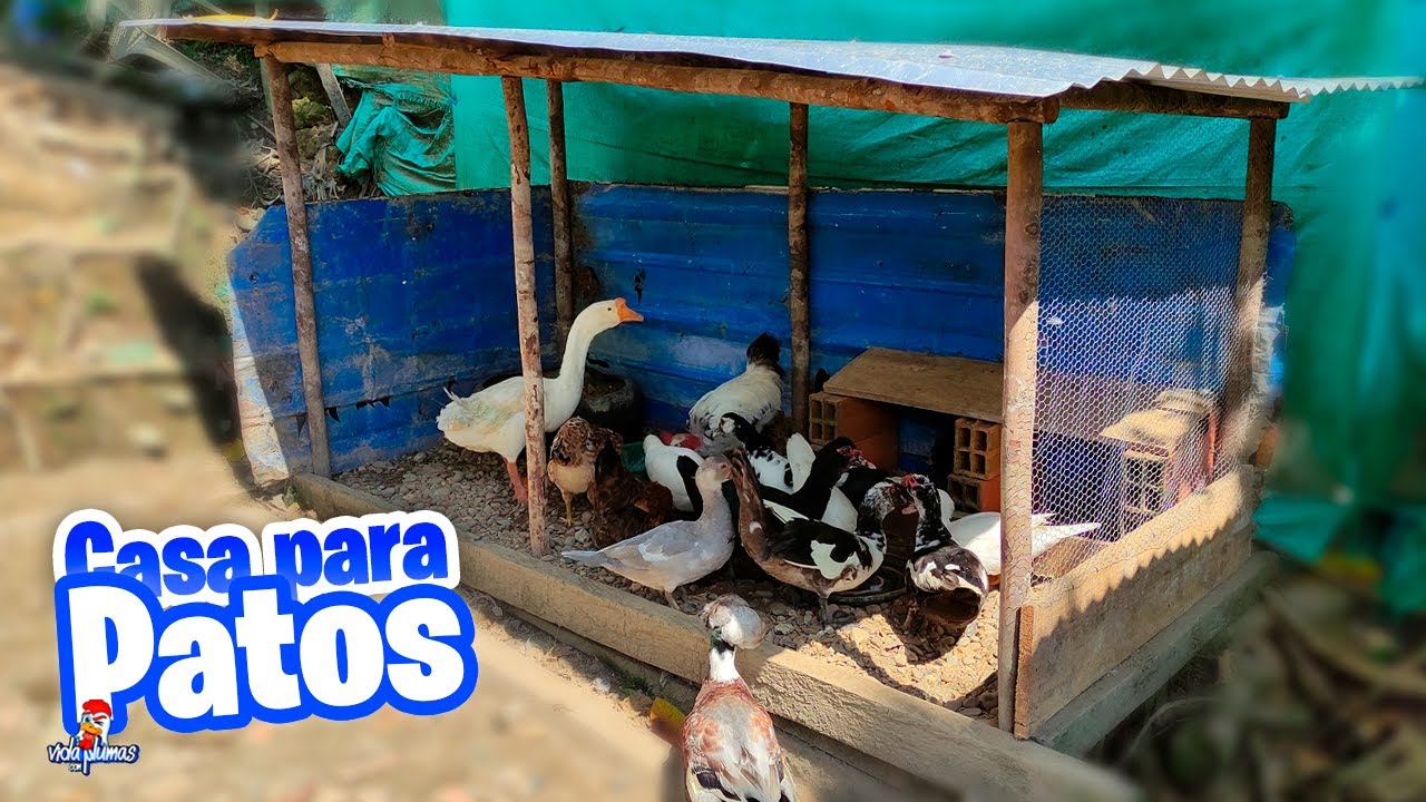 Como hacer casa para patos o Gansos ¡¡MUY FACIL!!