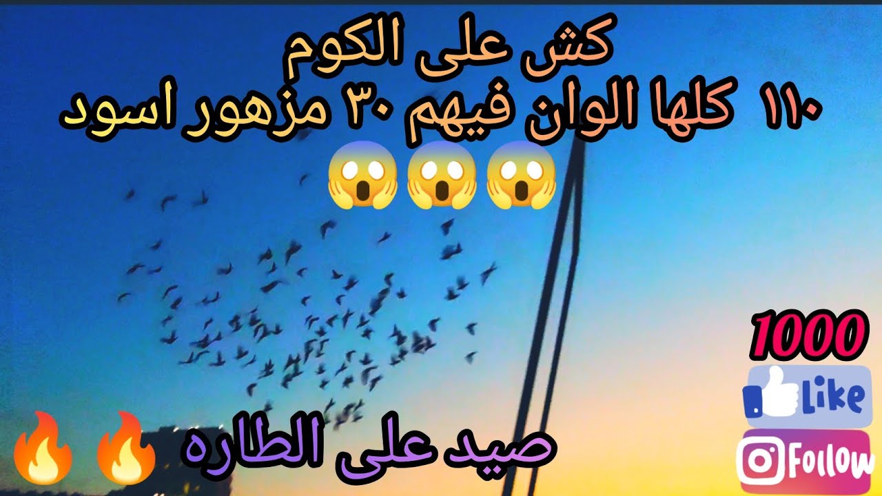 صيد اليوم على الكوم كش ١١٠  كلهم ألوان احلى من بعض خليط رائع الجزء الثاني من سطح عبد ابو رميلة 😍