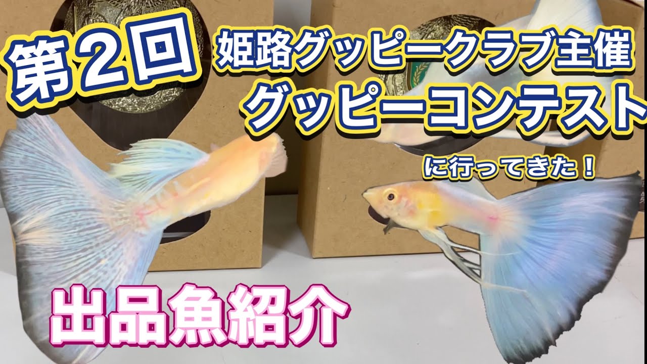 第２回 姫路GUPPY倶楽部主催　グッピーコンテスト　出品魚紹介