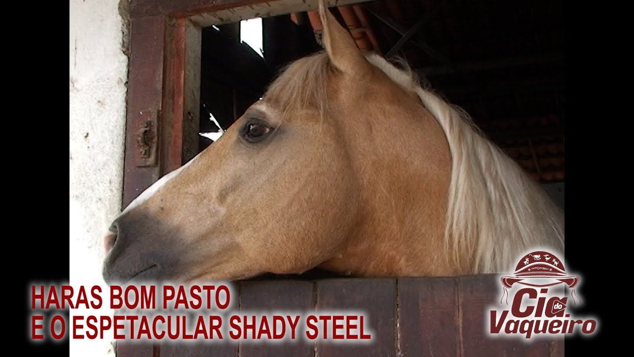 HARAS BOM PASTO E O ESPETACULAR SHADY STEEL