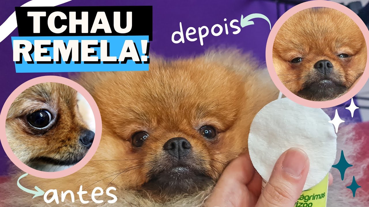 Como LIMPAR os OLHOS de Spitz Alemão - lavizoo/crystaleye/softcare