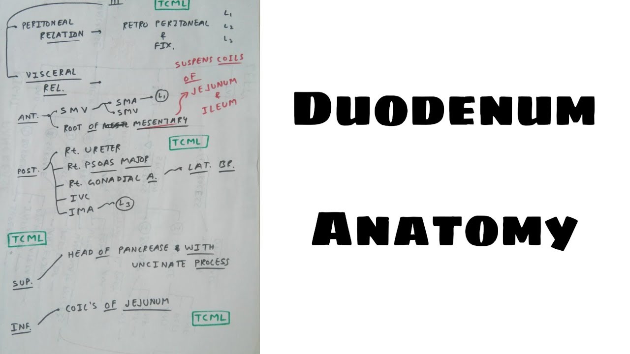 Duodenum Anatomy - 4, Duodenum 3rd Part Relation (Chart) | TCML
