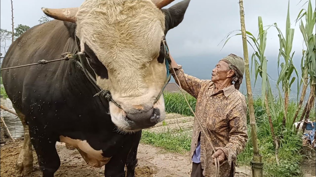 SAPI RAKSASA PENGHUNI LERENG GUNUNG MERAPI