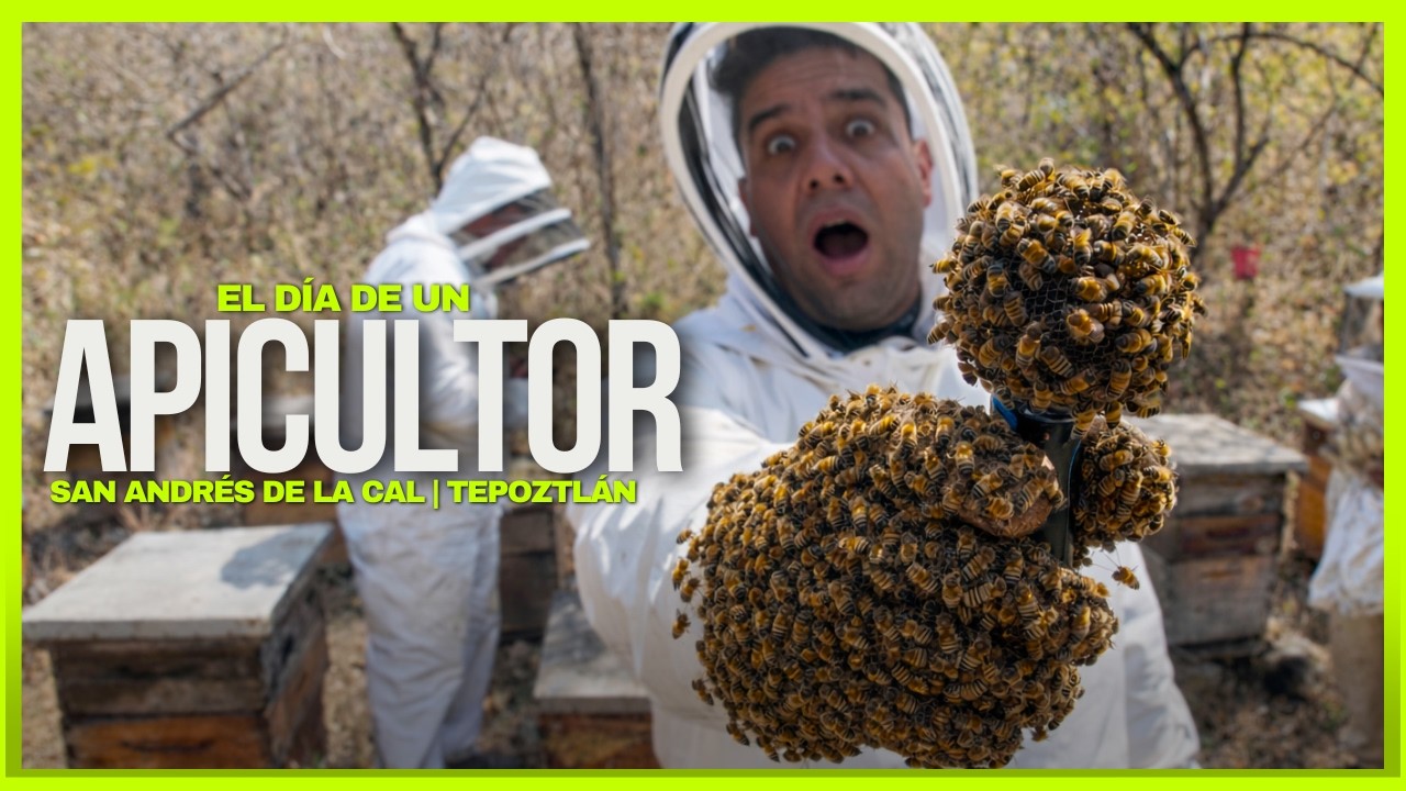 Así se hace LA MIEL en TEPOZTLÁN | Conocí la ABEJA REINA con APICULTORES de San Andrés de la Cal.