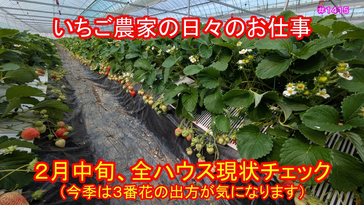 ２月中旬、全ハウス現状チェック（今季は３番花の出方が気になります）　いちご農家の日々のお仕事　＃１４１５