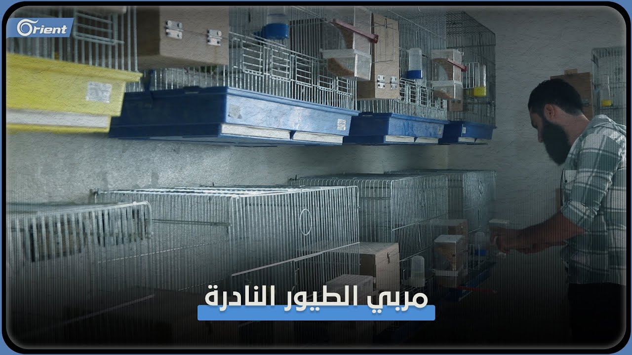 حمصي يبحث عن الطيور النادرة ويهجِّنها