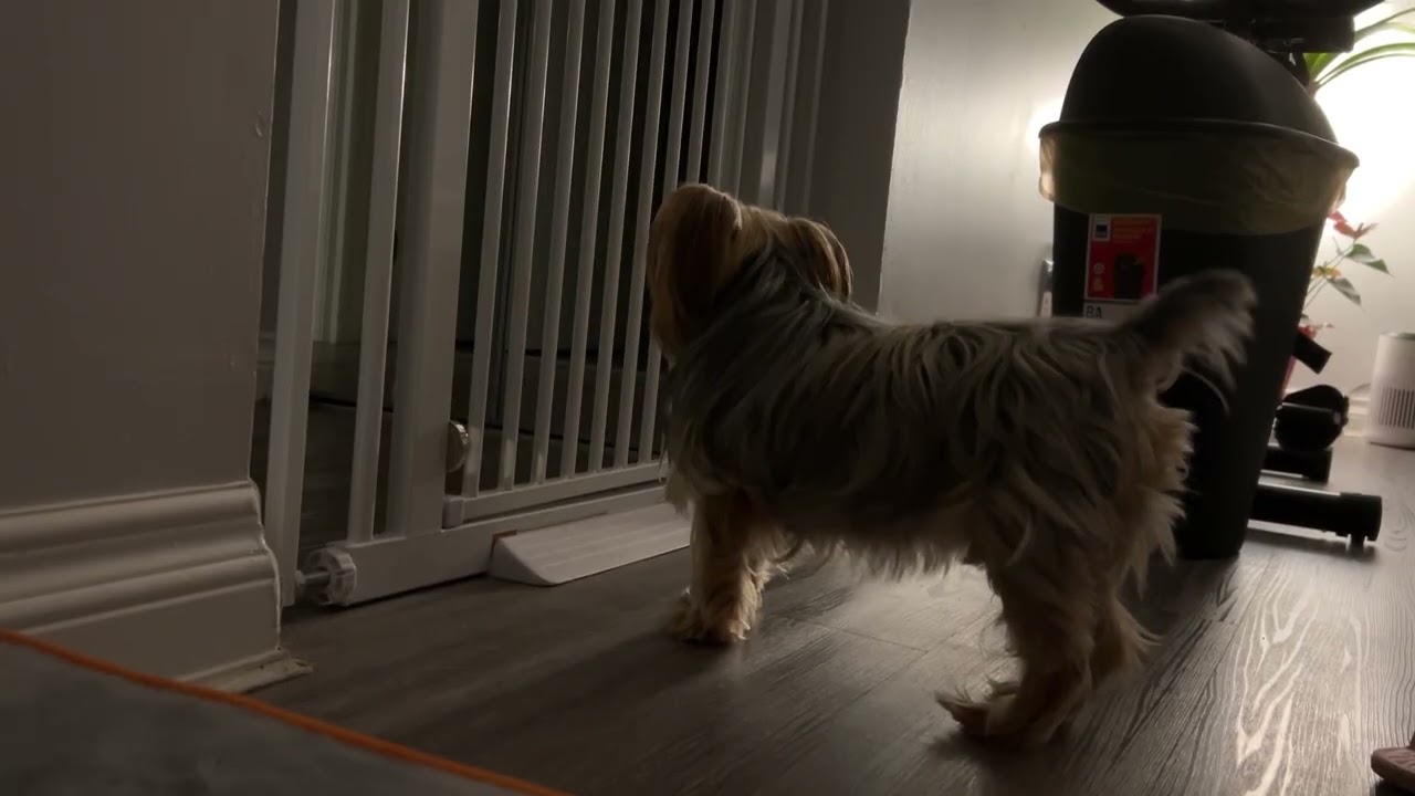 Small Dog Barking Non Stop 