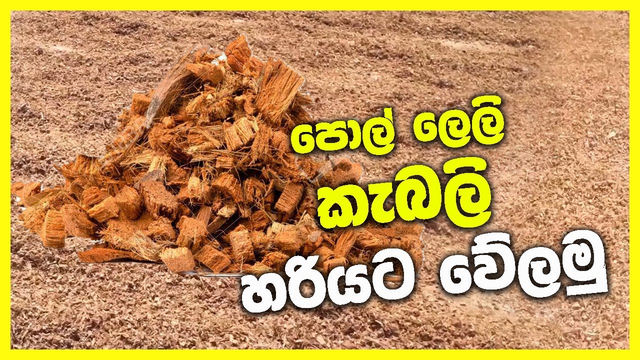 පොල් ලෙලි කැබලි වේලීම හා ප්‍රශ්න වලට පිලිතුරු |
polleli chips karmanthaya welima