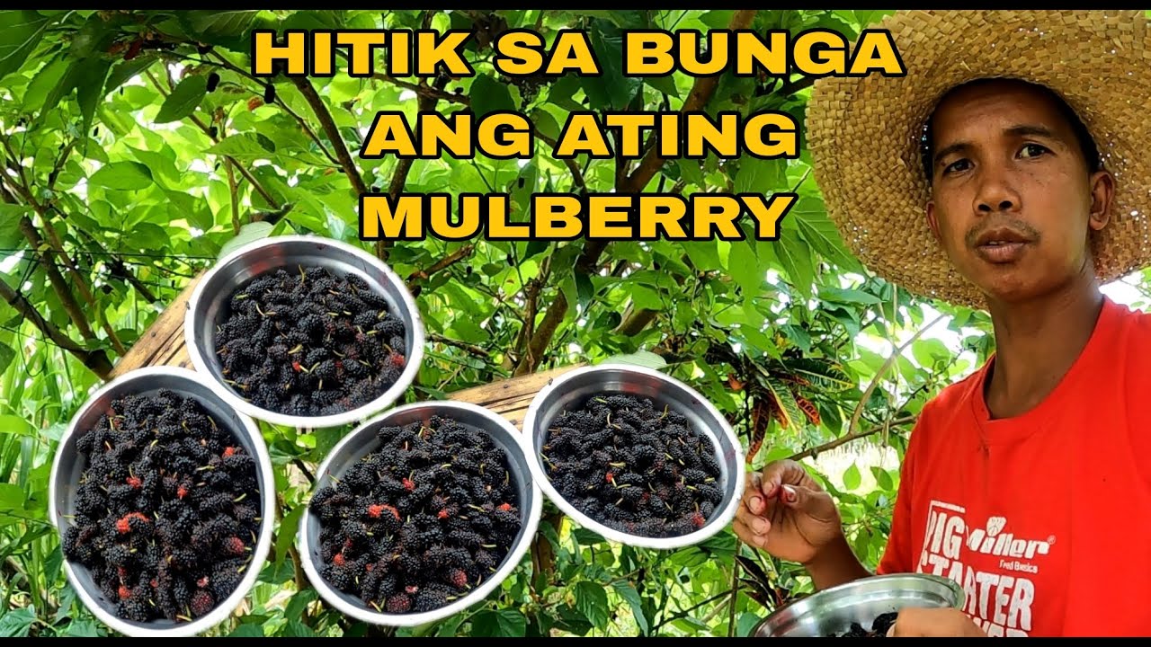 paanu nagsimula mag tanim ng mulberry