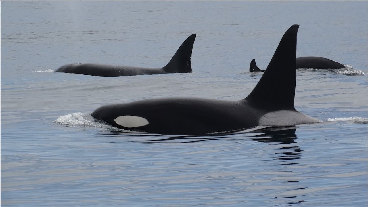 Monterey Bay Whale Watching April 2018. Orcas, Humpbacks, Fin Whales, and Dolphins!