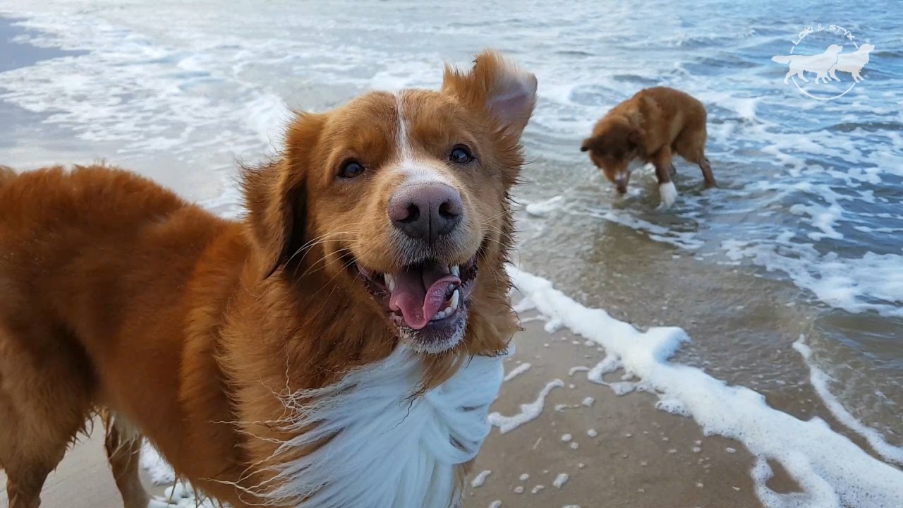 Two Happy Dogs on the Beach, Nova Scotia Duck Tolling Retrievers