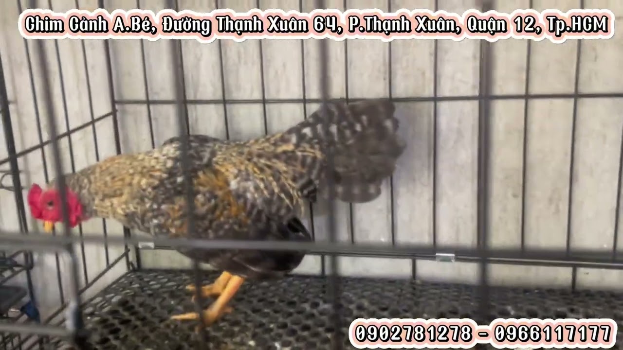 02/01/2026: gà✔️ gà mini✔️ gà tre Bắc✔️ phụ kiện✔️
