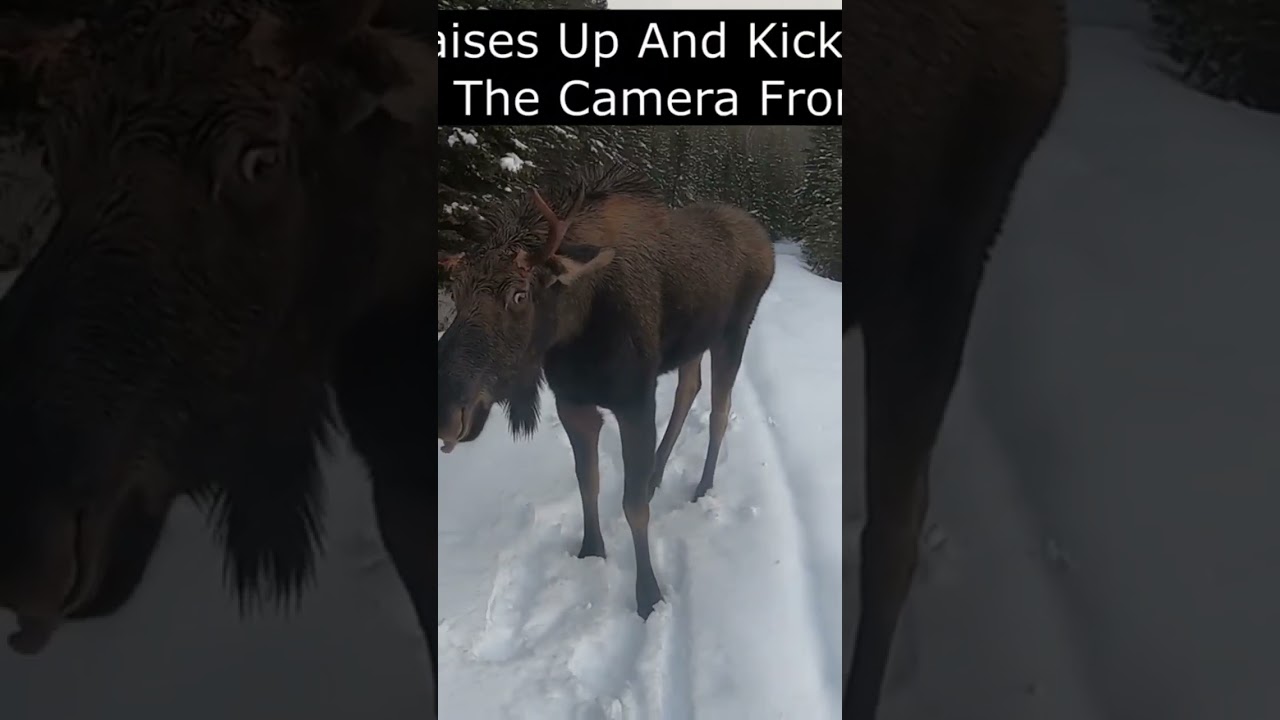 Attacked by a bull moose. #shorts