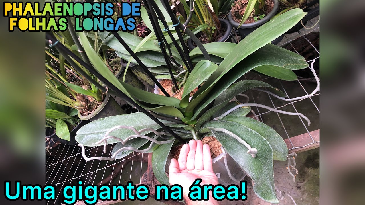 PHALAENOPSIS GIGANTE NA ÁREA MUITAS DICAS , CONHEÇAM!!