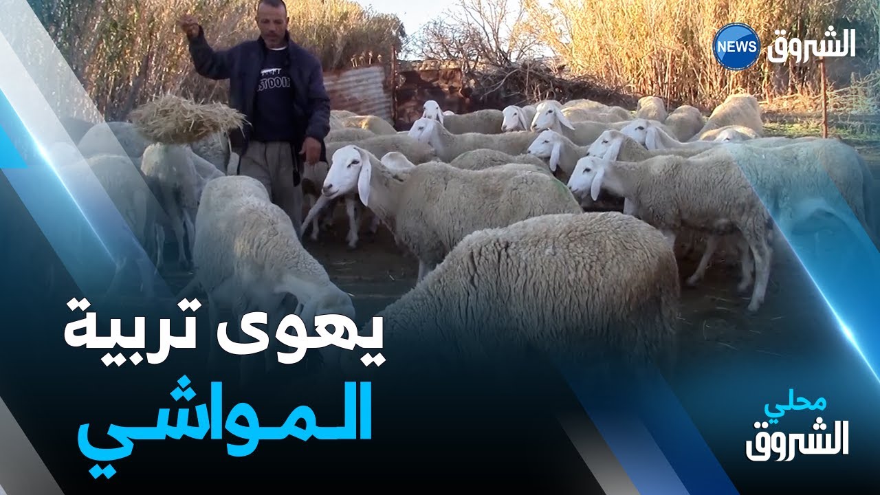 #أم_البواقي | تربية المواشي تستهوي نذير بجهود قائمة وآفاق واعدة