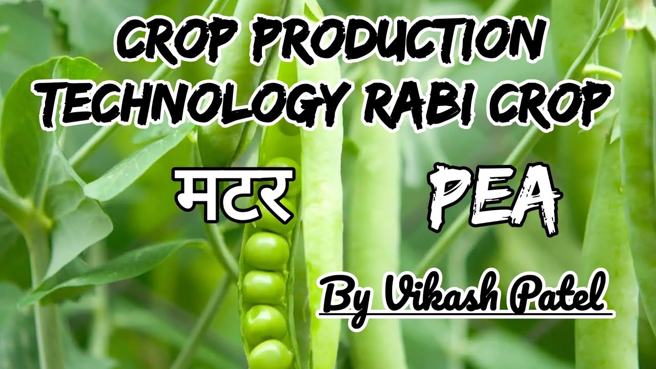 Pea | मटर‌ | CROP PRODUCTION TECHNOLOGY (RABI CROP) | Lecture 6 | Krishi Tutorial | Vikash Patel