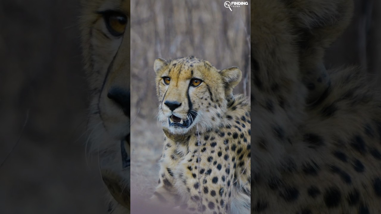 First ever Cheetah Sighting of India 🇮🇳 #cheetah #kunonationalpark #findingfauna #kuno #wildlife