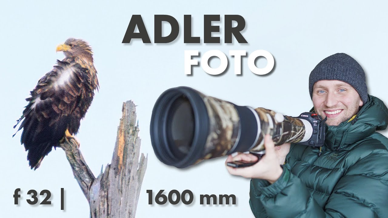 Kreative Vogelfotografie im Winter - Seeadler fotografieren