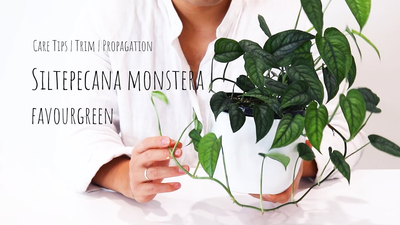 SILTEPECANA MONSTERA CARE TIPS | HOW TO PROPAGATE MONSTERA SILTEPECANA MONSTERA SILTEPECANA CUTTINGS