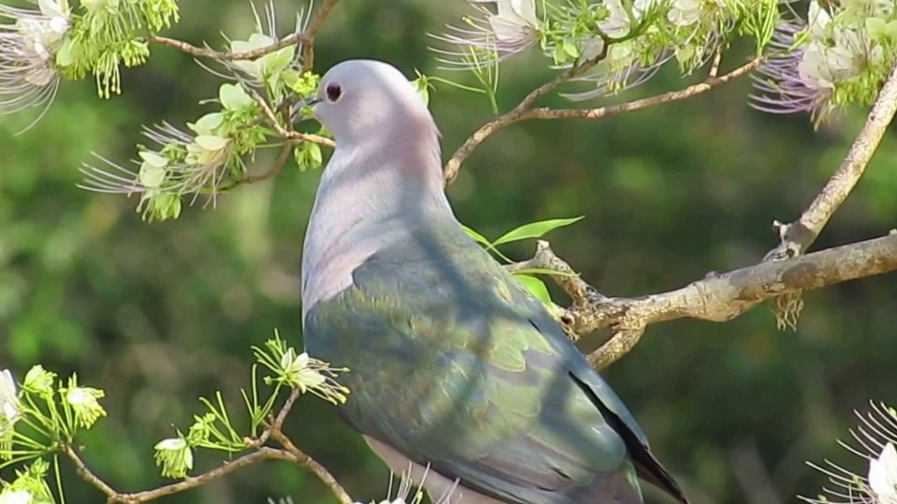 Green Imperial Pigeon