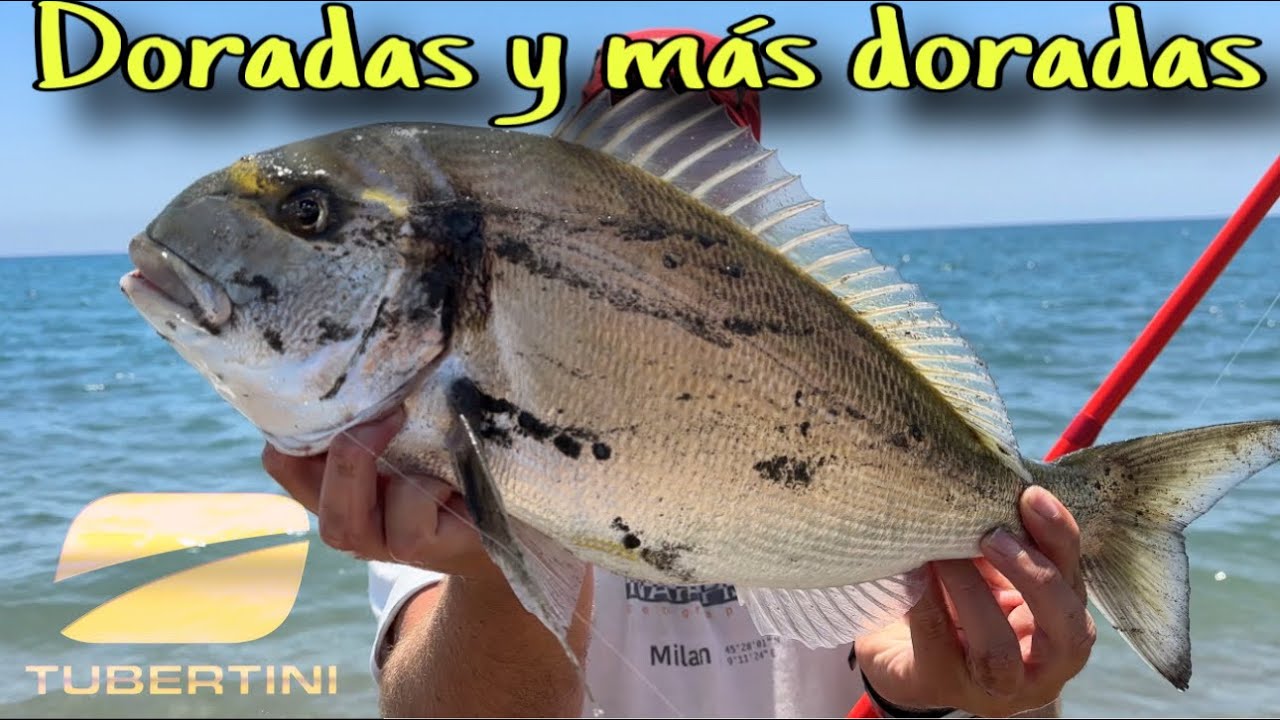 🚫SEGUIMOS DANDO CON LAS GRANDES DORADAS Y MÁS ESPECIES SURFCASTING 🚫