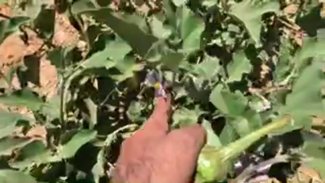 انواع الباذنجان المختلفة