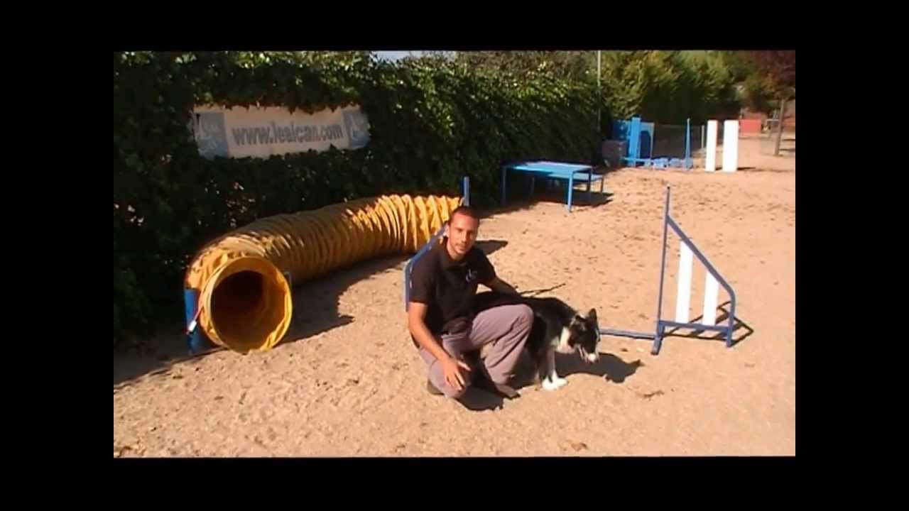 Cómo iniciar a tu PERRO en el SALTO de altura de AGILITY | LealCan Adiestramiento