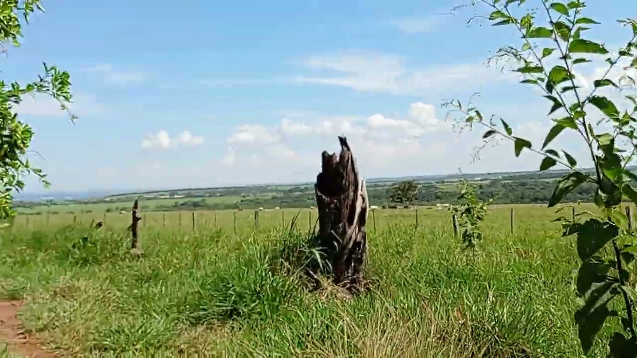 O sossego da vida no campo 