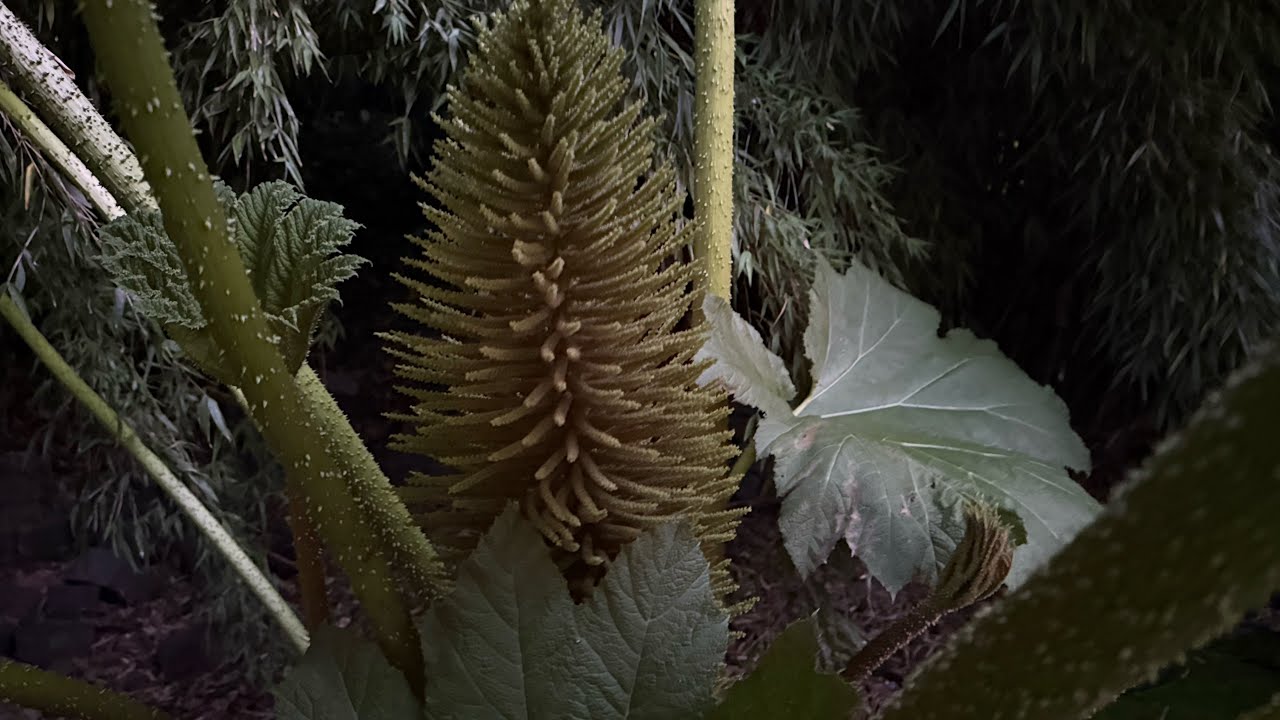 Our Gunnera!