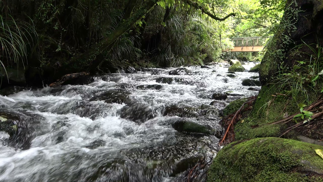 4K Flowing Stream in Pristine New Zealand Forest