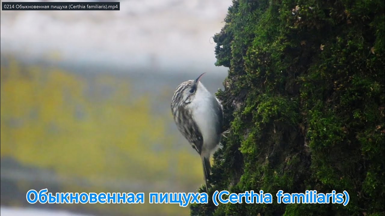 Обыкновенная пищуха Certhia familiaris